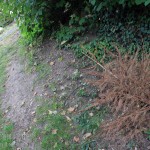 schoeningen_wallgarten13